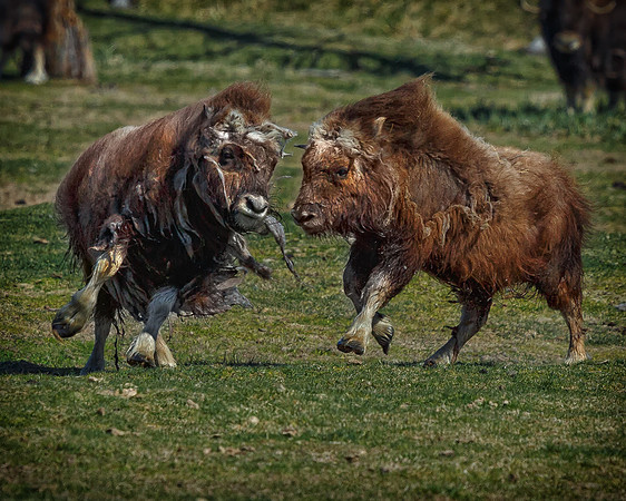 Musk Ox BOYZ!