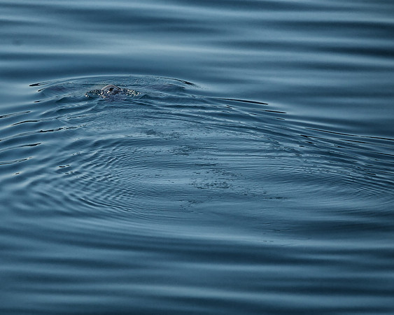 Alaska Harbor Seal