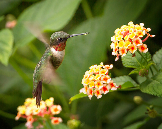 Delicious Lantana!