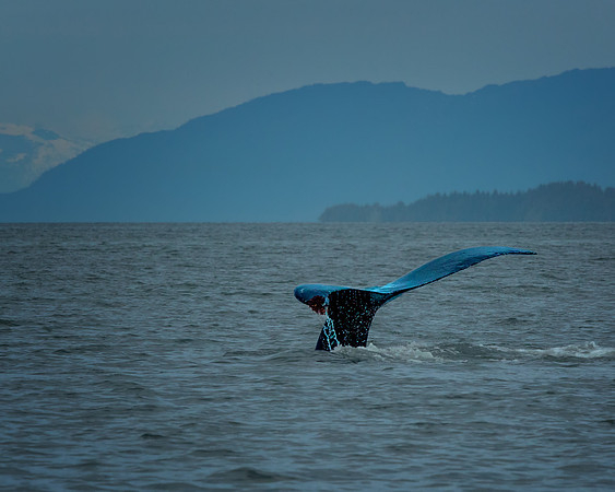 Juneau Whale