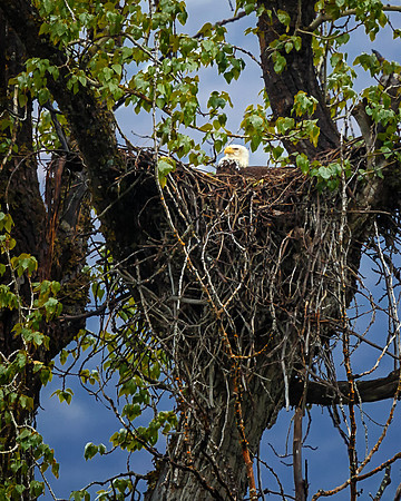Mrs. Eagle