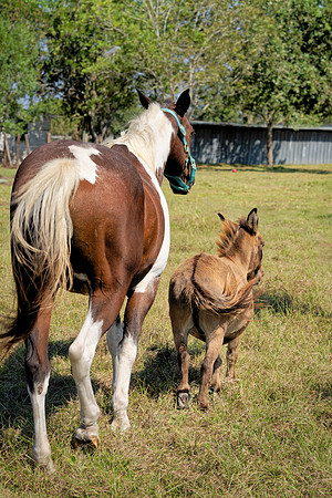 Horse Herd00003