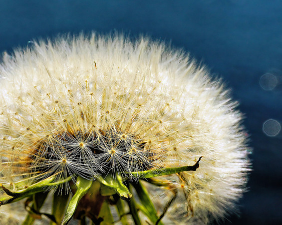 NorwayDandelion