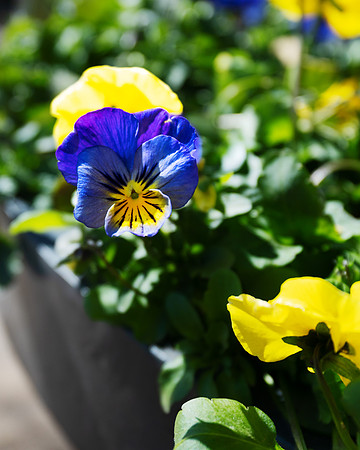 Pansy