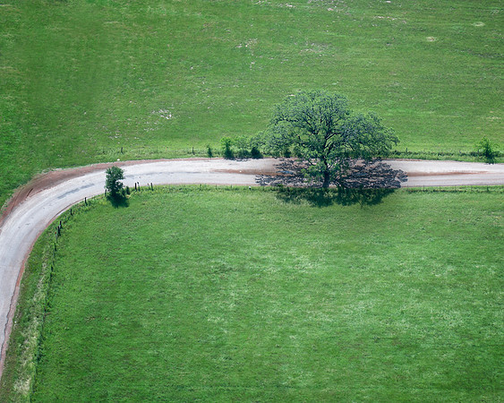 Shade Tree