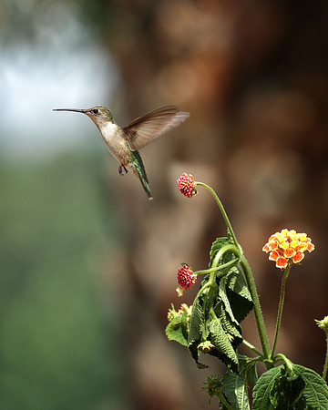 Busy Bird