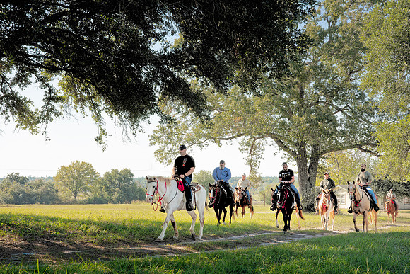 ORW Equine 5