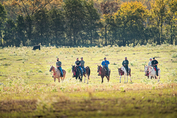 ORW Equine 7