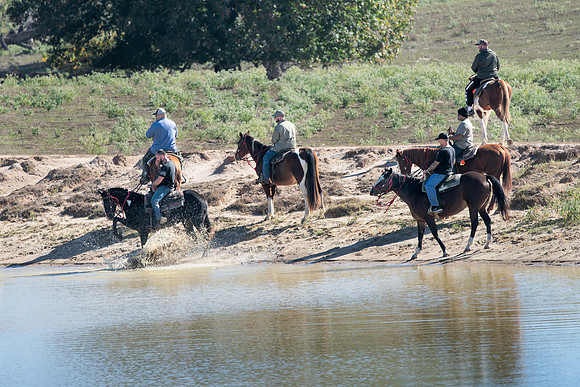 ORW Equine 8