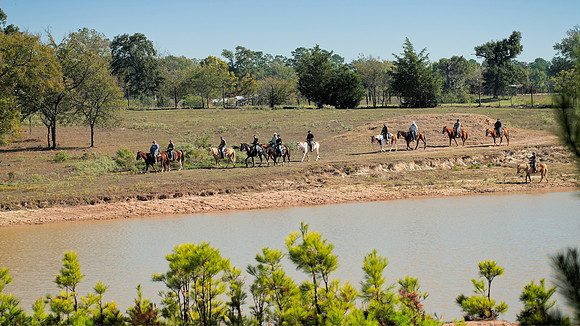 ORW Equine 9