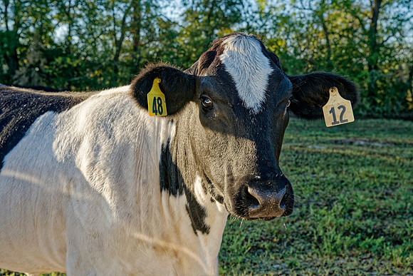 CASA TIC 1148_DxO