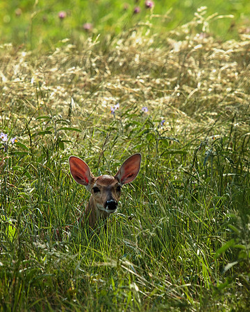 Fawn_Blanco River