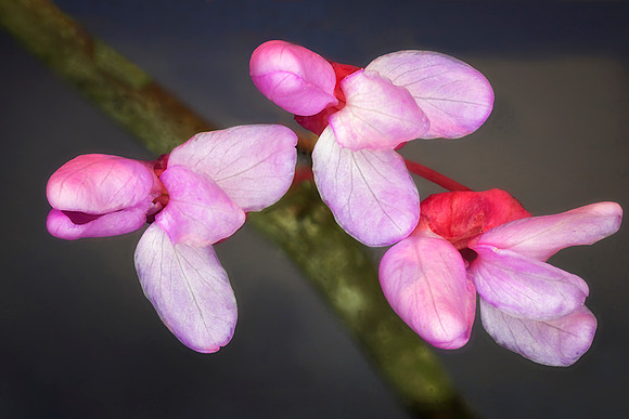 Redbuds Texas Springtime