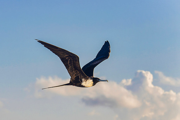 Magnificent Frigate Bird