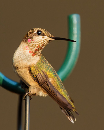 Lady Hummer