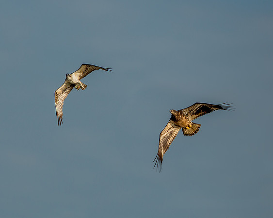 Osprey and Hungry Young Eagle