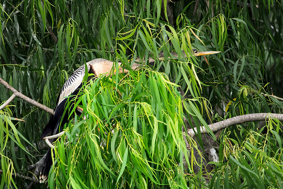 Anahinga 2
