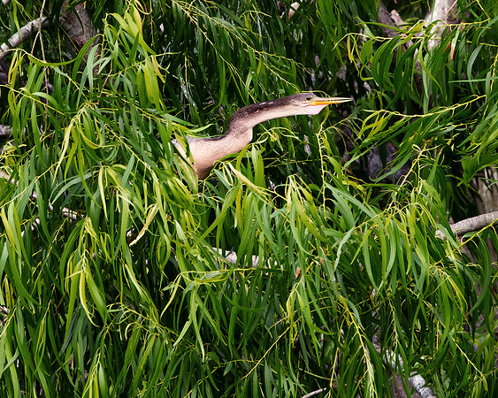 Anahinga 1