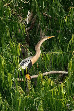 Anahinga portrait