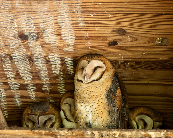 BarnOwls