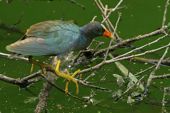 Gallinule Side