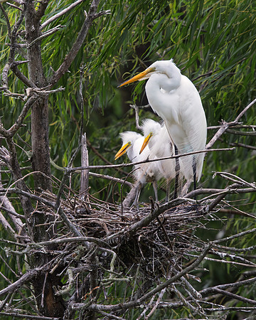 Greater Egret 2 chicks 2