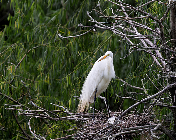 Greater Egret one chick