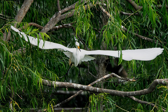 Greater Egret Full Wingspan