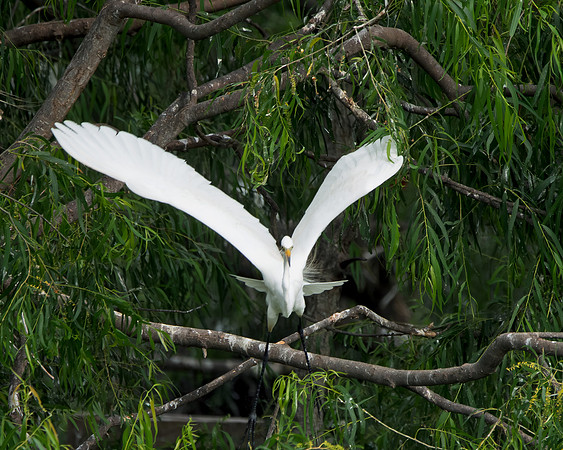 GreaterEgret Wingspan