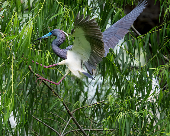 Little Blue Climbing