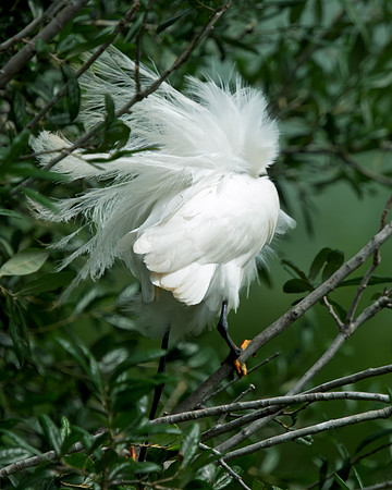 Snowy Fluffed
