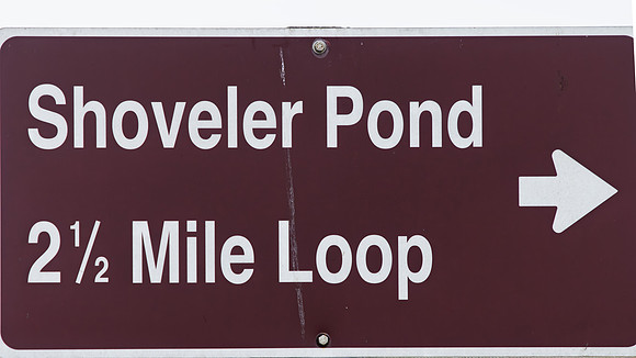 ShovelerPond