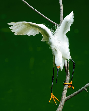 Snowy running down branch