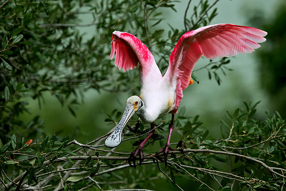 Spoonbill Launch