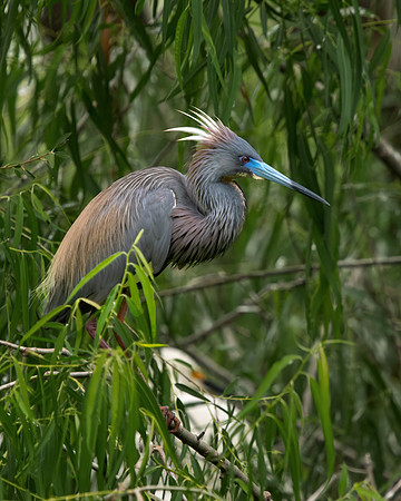 Tricolor Headfeathers