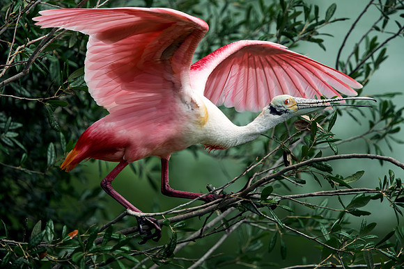 Spoonbill Wings