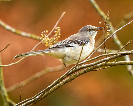 Mockingbird Feast