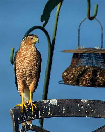Coopers Hawk