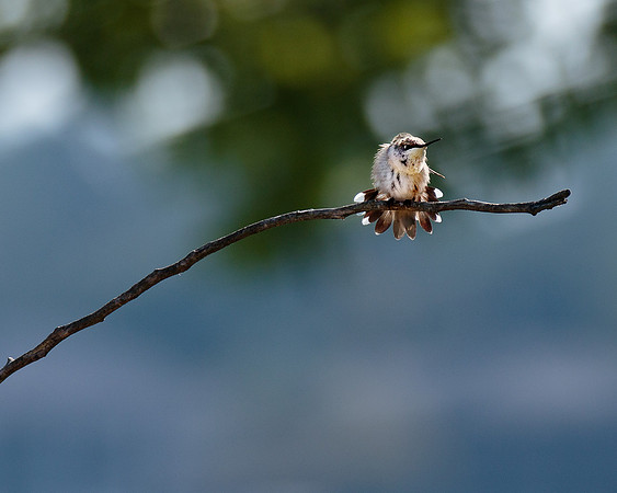 Hummer Fluffing
