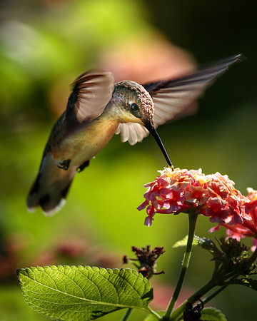 Lady Hummer and Lantana