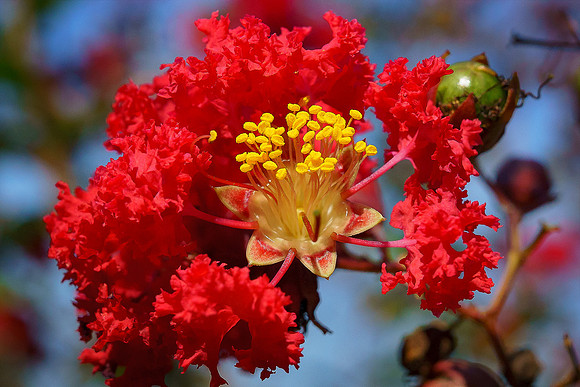 Crepe Myrtle LG