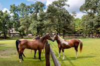 HorsesforHeroes