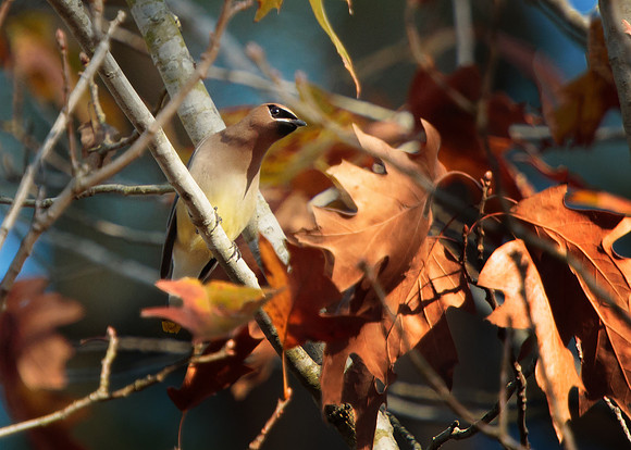 Waxwing Camo