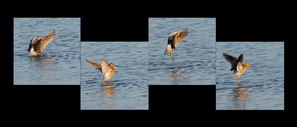 Flapping