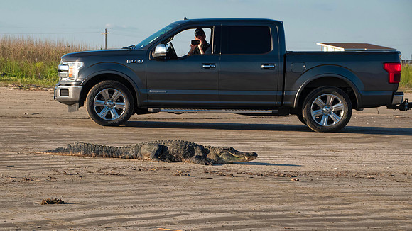 GatorandTruck