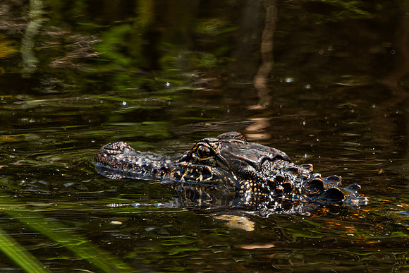 SmallGator MacPhearson