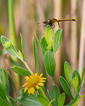 Dragonfly SeaRim