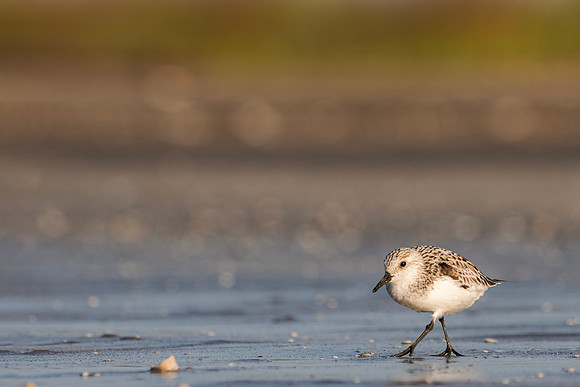 Sanderling