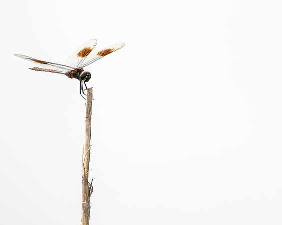 Dragonfly White Sky