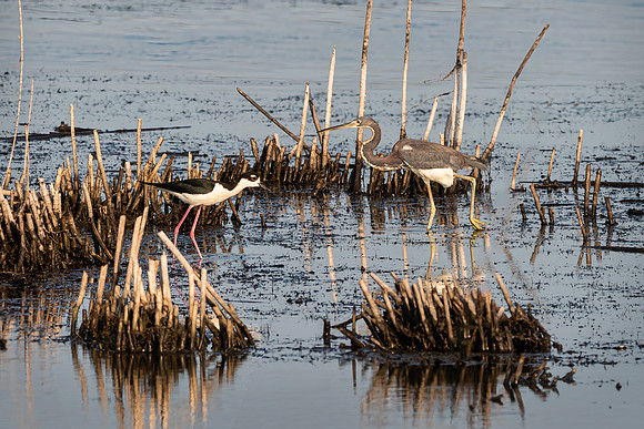 Stilt&Tricolor